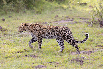 On the Prowl © George Erwin Turner