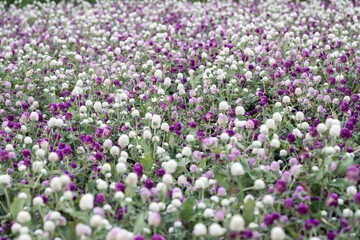 Obraz premium Beautiful Globe Amaranth (gomphrena globosa) flowers. 