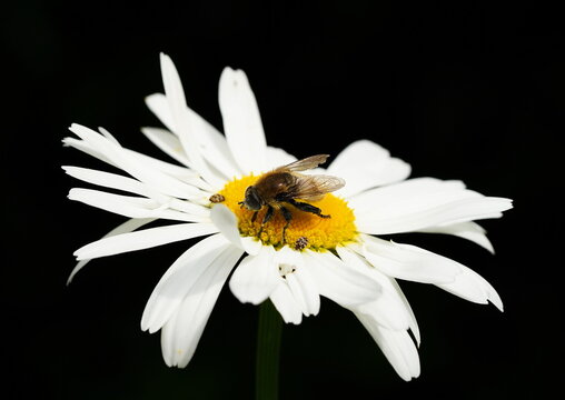 bumblebee hoverfly