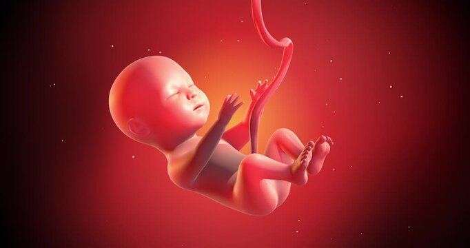 Biological illustration of reproduction and fetal development in human body. Medical and Health Related 3D Animation.