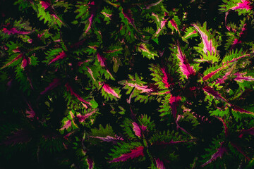 Close‑up view of a coleus plant showcasing its intricate leaf patterns and contrasting colors illuminated by sunlight - vibrant reds, deep purples, and bright greens. Perfect for botanical themes © Muhammad Zainur