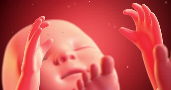 Pregnancy healthcare concept with 3D anatomical view of fetus. Medical and Health Related 3D Animation.