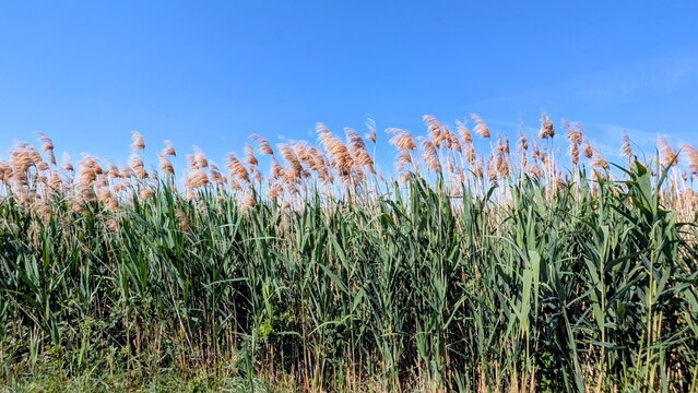 LESINA (Pouilles - Italie)