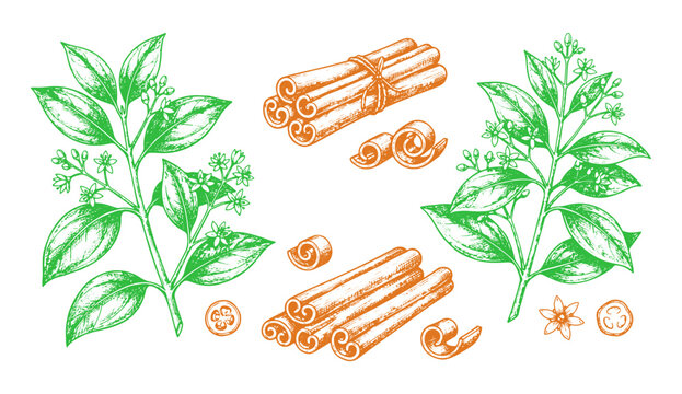 Cinnamon spice set hand drawn cinnamon sticks, leaves and flowers vector botanical illustration of cinnamomum verum isolated on white background