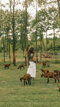 Woman in a white dress holding a clay pot among goats in a grassy field