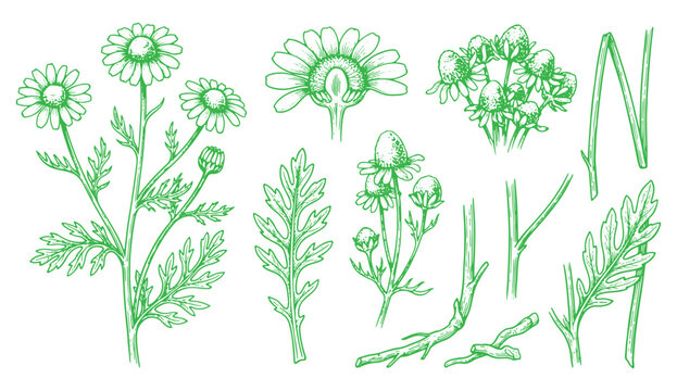 Set of hand drawn chamomile flowers, leaves, stems and buds. Botanical illustration of medicinal plant, vintage style, isolated on white background.