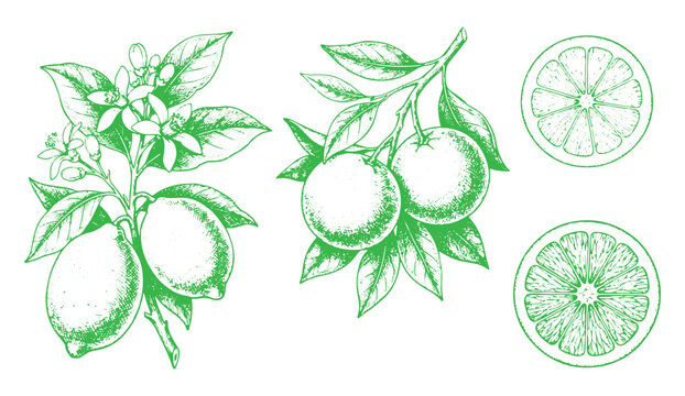 Vintage botanical illustration of citrus aurantium and limon with fruits, flowers, leaves and slices