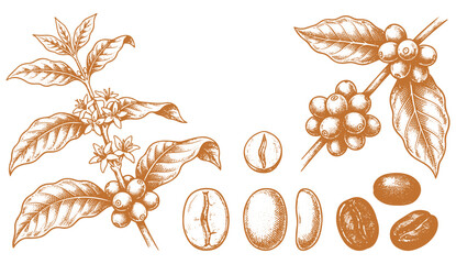 Hand drawn coffee plant branch with leaves, flowers, berries and roasted beans set. Vintage engraved style illustration for coffee shop or cafe menu. © Hand Made