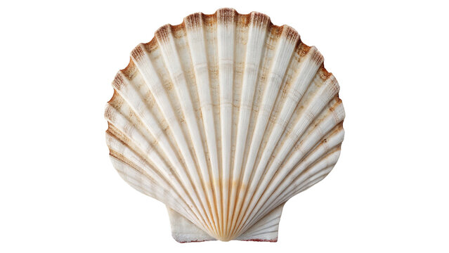 Beautiful natural ribbed scallop seashell with symmetry patterns isolated on transparent background
