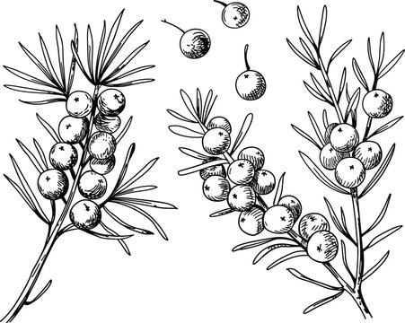 Black and White Ink Drawings of Juniper Berries on Branches and Loose Berries Keywords: juniper, berries, branch, plant, nature, food, ingredient, seasoning, spice