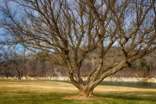 An old oak tree in it's winter atire at Winged Deer Park in Johnson City, Tennessee, USA