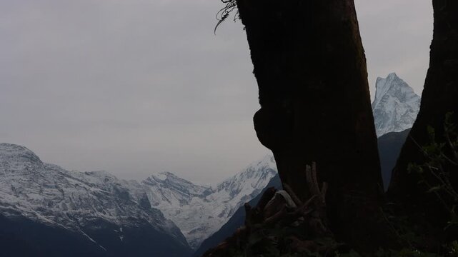 sunset in the mountainsMachhapuchhre (Fishtail Mountain) Peak Framed through trees at Dawn with Annapurna Himalayas mountain range , Ghandruk, Nepal