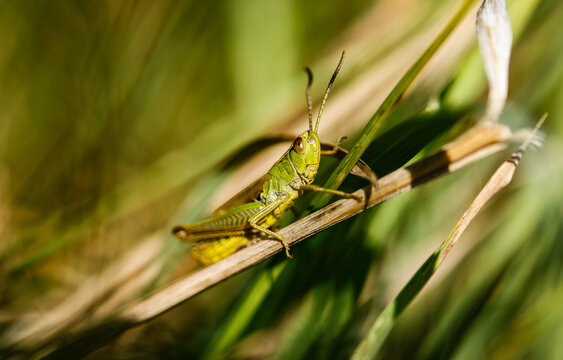 Common Green Grasshopper perched on a blade of grass in a meadow. British wildlife. English countryside find. 