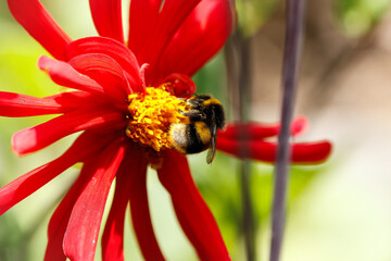 Bumble Bee retrieving nectar and pollen from a red Dahlia flower. English garden. Wildlife in action.  © Piaffe Photography