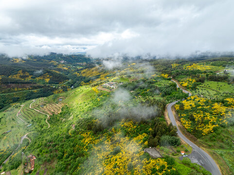 Aerial view of lush green hills with yellow flowering broom, a winding asphalt road, and terraced slopes under a misty sky in Avo, Oliveira do Hospital, Portugal.