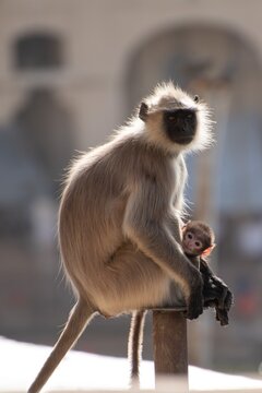 Monkey langur de Hanuman with her baby in Pushkar, India