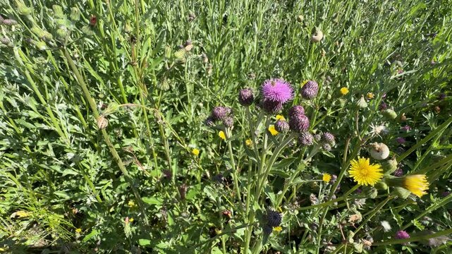Close up of a hoverfly (Syrphidae) insect collecting pollen on a blooming pink Canada thistle (Cirsium arvense) flower with flexible movements. Beautiful biodiversity footage for nature videos.