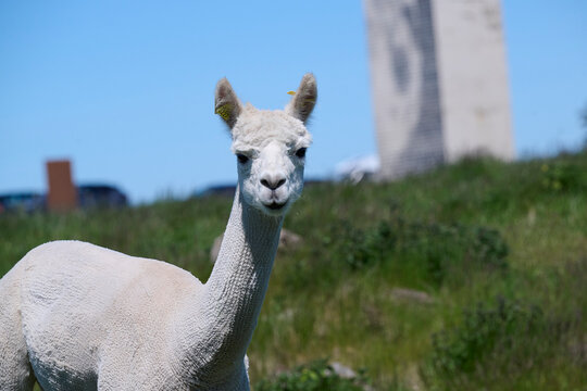 Alpaka
