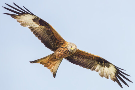 Fliegender Rotmilan