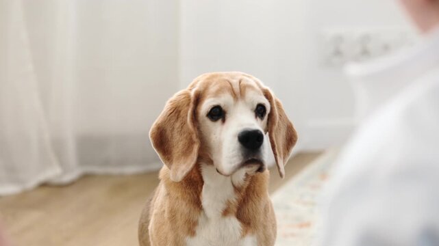 Purebred Beagle Waits For Owner's Command On A Carpet In The Living Room