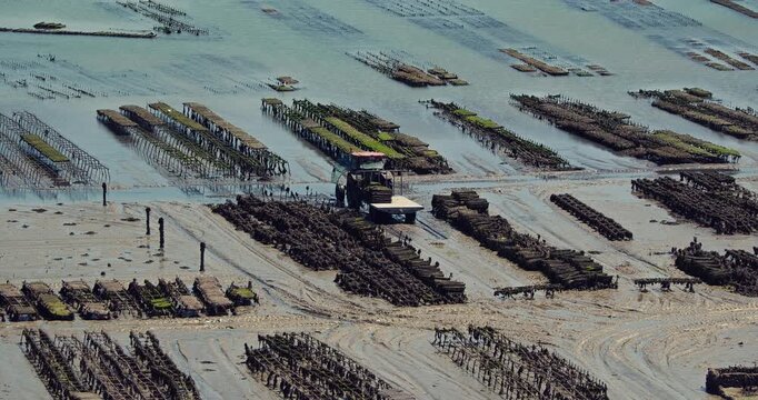 Oyster farm aerial view tractor working between rows at low tide mudflat