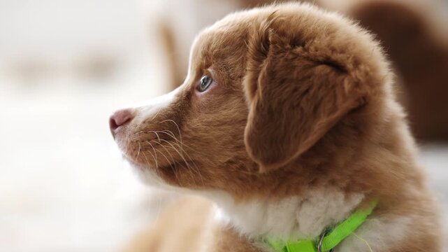 Close-Up Portrait Of An Adorable Toller Puppy Dog Face Capturing