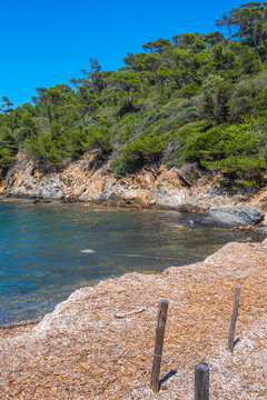 posidonies sur l'&icirc;le de Port Cros , Var