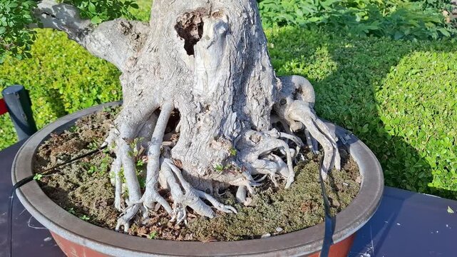 Close up of an old bonsai tree trunk with textured bark, a natural hollow, and visible strong roots in a pot. Traditional Japanese and Chinese gardening art in an outdoor park on a sunny day