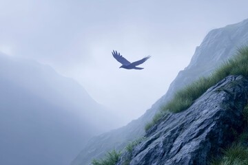 Fototapeta premium a raven flying, grey sky, misty atmosphere
