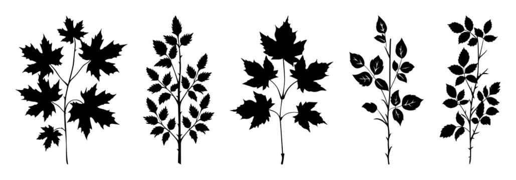 PNG Silhouette botanical plant illustrations on transparent background