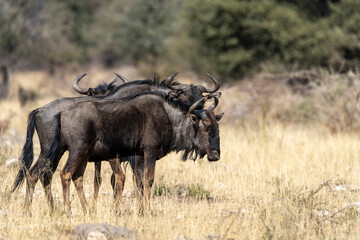 Wildebeests, Namibia © Marcel Rudolph-Gajda