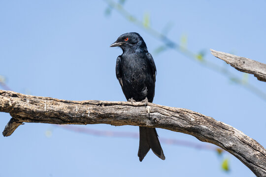 Fork-tailed drongo in Namibia