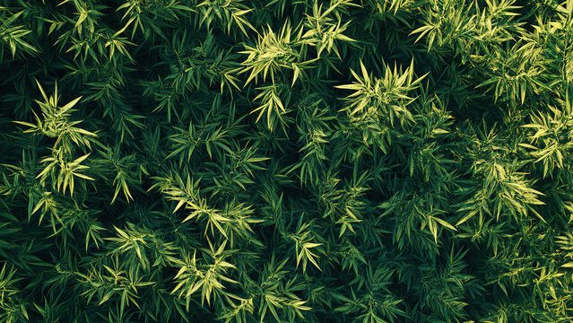 natural green bamboo leaf texture 