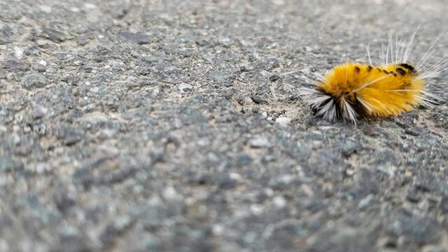 Macro closeup of a fuzzy orange and yellow caterpillar crawling on a paved surface