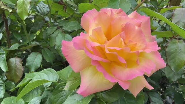 Rose flower pink and yellow petals.