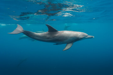 dolphin in the sea © Kenabe_photo