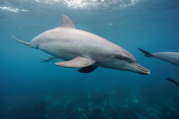 dolphin in the sea © Kenabe_photo