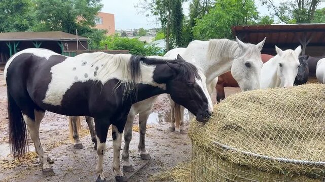 Herd of Horses of Different Breeds and Colors Grazing and Walking in Pasture