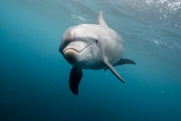 dolphin in the sea © Kenabe_photo