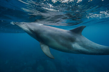 dolphin in the water © Kenabe_photo