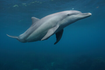 dolphin in the water © Kenabe_photo
