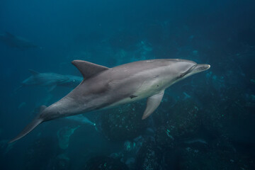 Fototapeta premium dolphins in the water