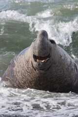 Naklejka premium Elephant Seal on South Georgia Island