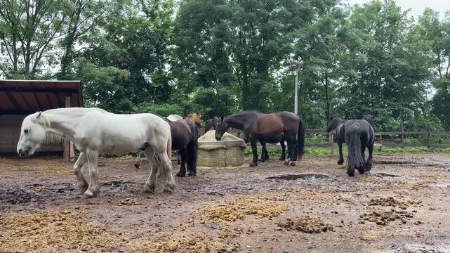 Herd of Horses of Different Breeds and Colors Grazing and Walking in Pasture