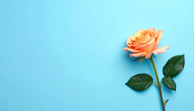 Elegant peach rose on a soft blue background, delicate petals unfurling