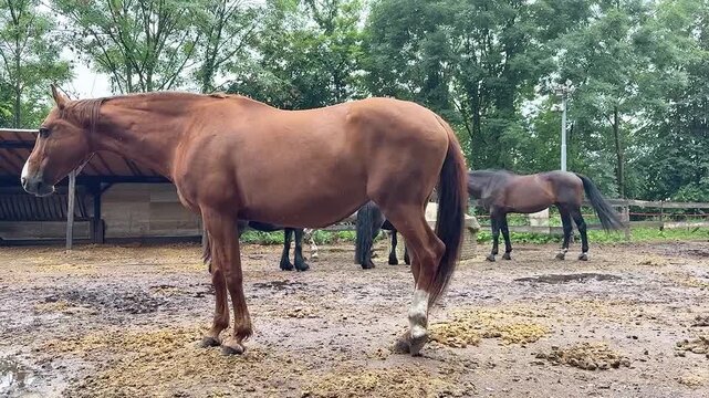 Herd of Horses of Different Breeds and Colors Grazing and Walking in Pasture