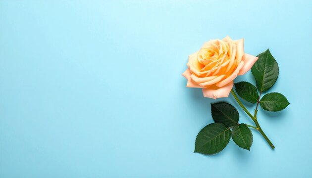 A single, delicate peach rose with dark green leaves rests on a soft blue background
