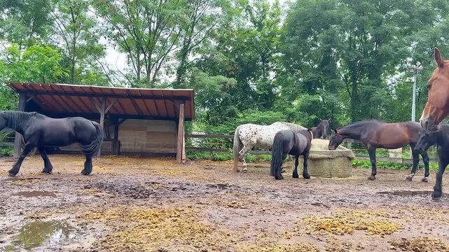 Herd of Horses of Different Breeds and Colors Grazing and Walking in Pasture