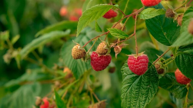 Ripe raspberries on a branch. Selective focus.