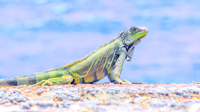 A green iguana perched atop a rough, rocky surface, illuminated by natural light against a blurred, soft-focus blue backdrop.